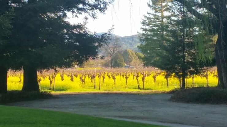 산타로사 인근 숙소 아침산책 (Santa&nbsp;Rosa)